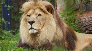 Löwe Chalid