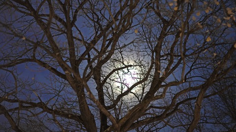 Das Licht vom Mond ist hinter den Bäumen zu sehen (Symbolbild).