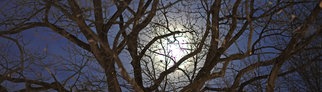Das Licht vom Mond ist hinter den Bäumen zu sehen (Symbolbild).