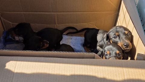 Gerettete Hundewelpen in einer Box