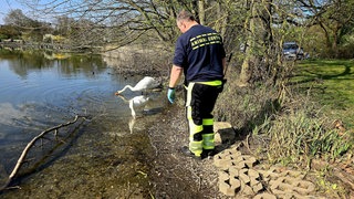 Ein Mitarbeiter der Berufstierrettung Rhein-Neckar fängt einen Jungschwan am Mannheimer Vogelstangsee ein, weil er einen verletzten Flügel hat.