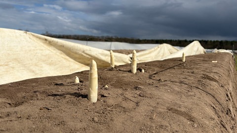 Weißer Spargel ragt aus einem Hügelbeet in Lampertheim aus der Erde heraus.