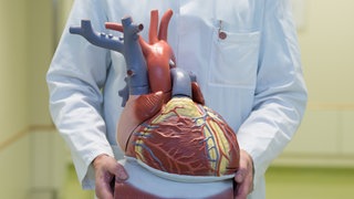 Das anatomische Modell des menschlichen Herzens. (Archivbild) 