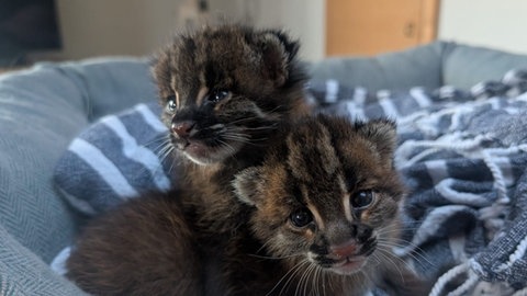 Goldkatzen-Babys im Heidelberger Zoo