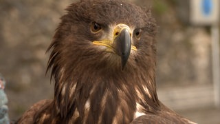 Seeadler Romeo