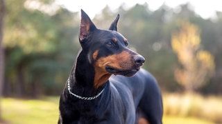 Dobermann (Symbolbild)