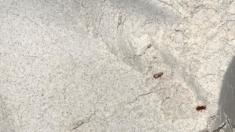 Reismehlkäfer in einem Mehlsilo