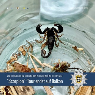 Ein Skorpion wurde mit einem Glas eingefangen
