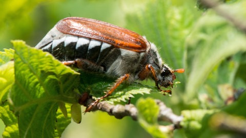 Maikäfer