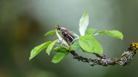 Ein Maikäfer krabbelt auf dem Zweig eines Baumes entlang.