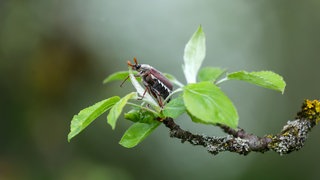 Ein Maikäfer krabbelt auf dem Zweig eines Baumes entlang.