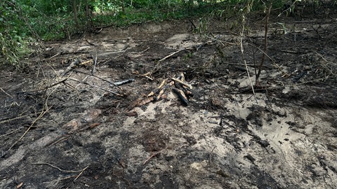 Spuren des Waldbrandes bei Sandhausen