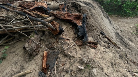 Spuren des Waldbrandes bei Sandhausen