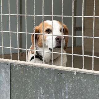 ein Hund hiner Gittern im Tierheim
