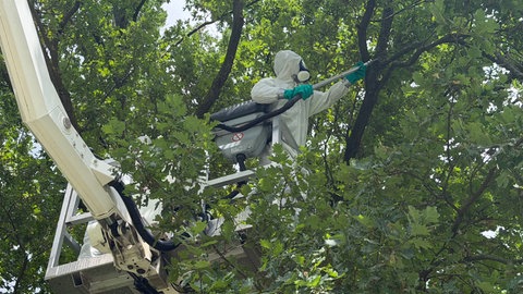 Ein Baumpfleger im Schutzanzug saugt ein Nest des Eichenprozessionsspinners ein.