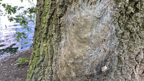 Ein Nest des Eichenprozessionsspinners an einer Eiche am Weinheimer Waidsee.