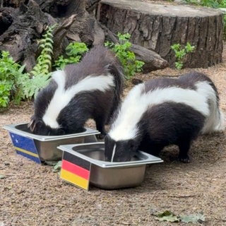 Stinktiere im Zoo Heidelberg