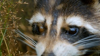 Waschbäen