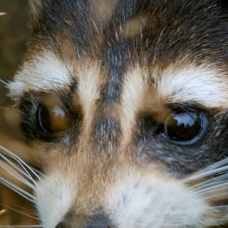 Waschbäen