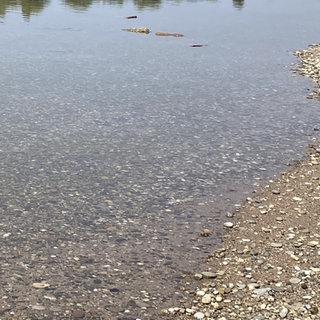 Niedrigwasser Rhein (Symbolbild)