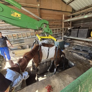 Pferd wird aus Grube gehoben
