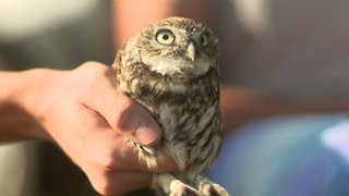 Im Rhein-Neckar-Kreis werden zurzeit mehrere Steinkäuze ausgewildert. Diese sollen sich dort niederlassen und Nachwuchs bekommen.