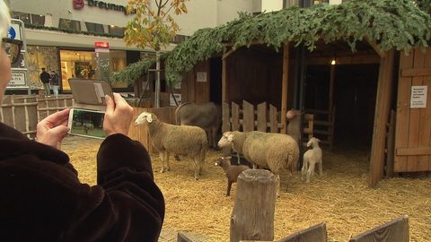 In der lebenden Krippe auf dem Weihnachtsmarkt Stuttgart sind Esel, Mutterschafe und Lämmer zu sehen.