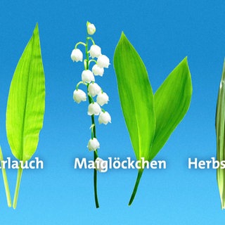 Bärlauch, ein Maiglöckchen und Herbstzeitlose