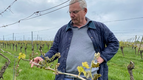 Winzer Hans-Peter Wöhrwag vom Weingut Wöhrwag in Stuttgart-Untertürkheim prüft angesichts des aktuellen Nachtfrosts Reben in seinem Weinberg.