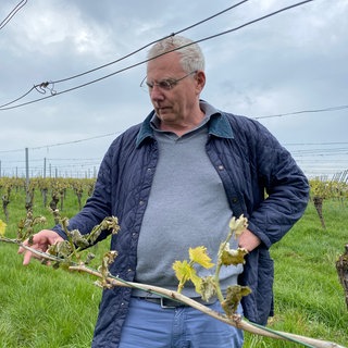 Winzer Hans-Peter Wöhrwag vom Weingut Wöhrwag in Stuttgart-Untertürkheim prüft angesichts des aktuellen Nachtfrosts Reben in seinem Weinberg.
