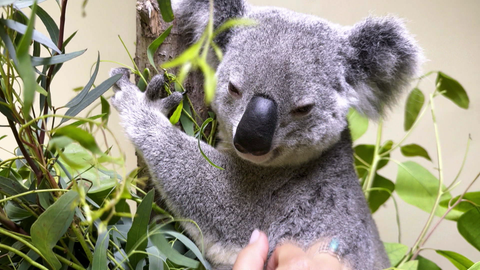 Seit einem Jahr sind die knuddeligen Koalas in der Stuttgarter Wilhelma.