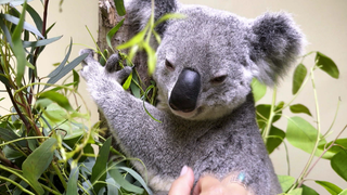 Seit einem Jahr sind die knuddeligen Koalas in der Stuttgarter Wilhelma.