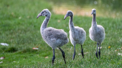 Nachwuchs: In der Wilhelma in Stuttgart haben drei kleine Flamingos ihr Nest verlassen und erkunden die Anlage.