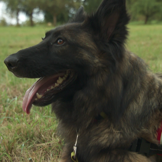 Zukünftiger Rettungshund Ares