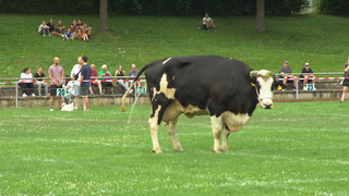 Eine Kuh steht auf dem Feld und erleichert sich.