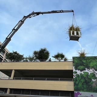 Ohne dass die Stuttgarter die Pflanzen auf dem früheren Kaufhof-Parkhaus zu Gesicht bekommen haben, sind sie wieder abtransportiert worden. 