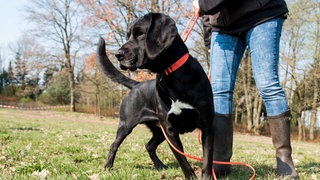 Eine Frau mit einem Labradormischling an der Leine: In der Gemeinde Altbach wird die Leinenpflicht ausgeweitet.