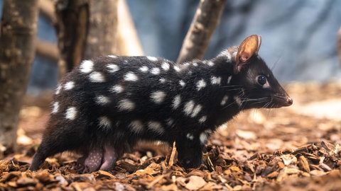 Die Quoll-Mutter kurz vor Weihnachten 2024 in der Wilhema Stuttgart mit den Jungtieren, damals im Alter von acht Wochen: An den Zitzen festgesaugt wurden sie rund um die Uhr umhergetragen.