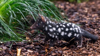 Die Jungtiere der Quolls erkunden selbständig ihre Anlage im Nachttierbereich der Terra Australis in der Wilhema Stuttgart.