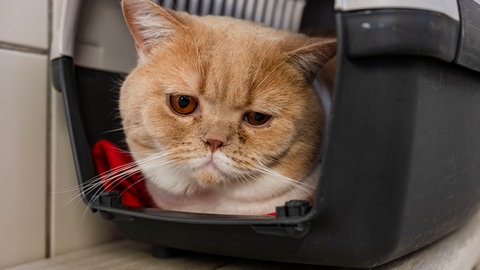 Eine Katze liegt in einer Box und schaut heraus.