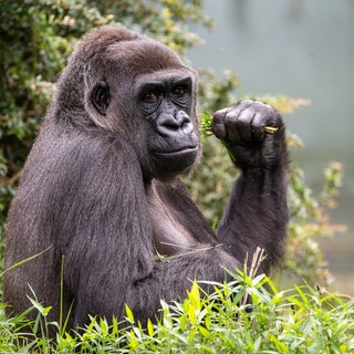Probealarm in der Wilhelma Stuttgart: Gorilla war ausgebrochen