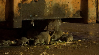 Ratten unter einem Müllcontainer. Auf dem Müllentsorgungsplatz der Klett-Passage in Stuttgart tummeln sich die Ratten.