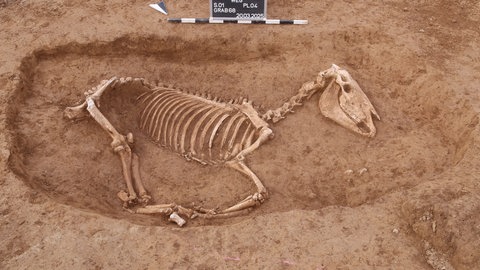 In Stuttgart-Bad Cannstatt ist ein Pferdefriedhof aus der Römerzeit entdeckt worden. 