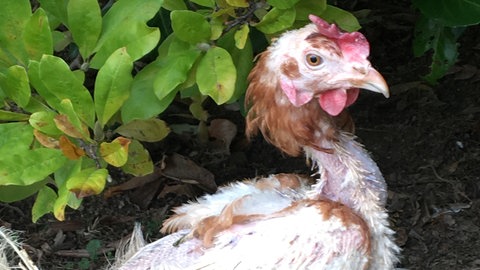 Eine Henne, die der Verein "Rettet das Huhn" gerettet hat.