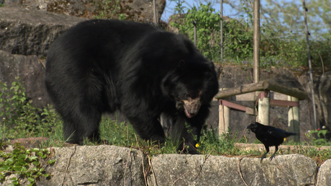 Brillenbär Hubärt in der Wilhelma
