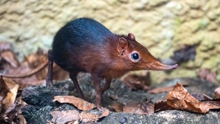 Ein Rotschulter-Rüsselhündchen steht vor einer Wand.