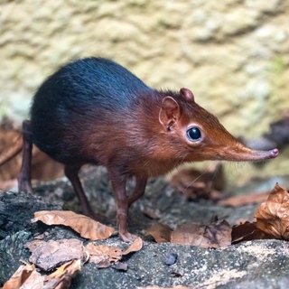 Ein Rotschulter-Rüsselhündchen steht vor einer Wand.