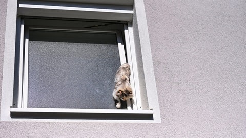 Eine Katze ist im Spalt eines gekippten Fensters steckengeblieben.