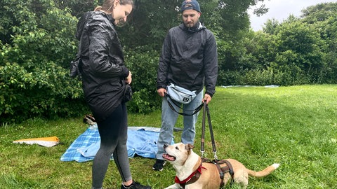 Hund Rugby auf einer Wiese mit seinen Betreuern beim Bark Date.