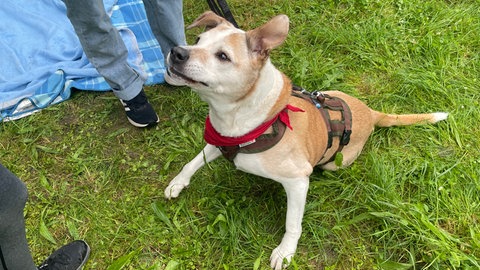 Hund Rugby auf einer Wiese in Stuttgart-Zuffenhausen.